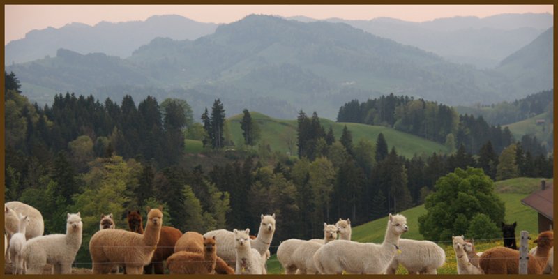 Alpaka Appenzell Verkaufstiere - Ferien auf dem Alpakahof