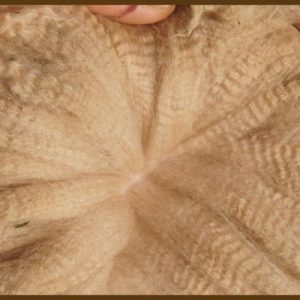 Kardierter-Wolle & Rohwolle