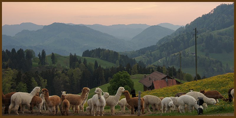 Ferien auf dem Alpakahof