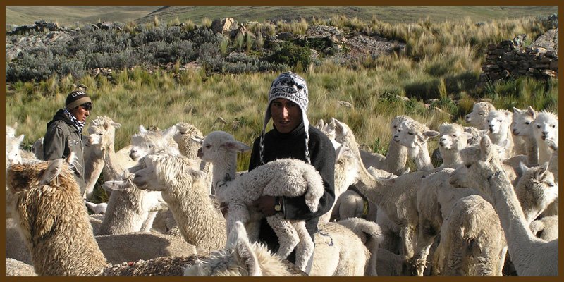 Alpaka Bauer Peru