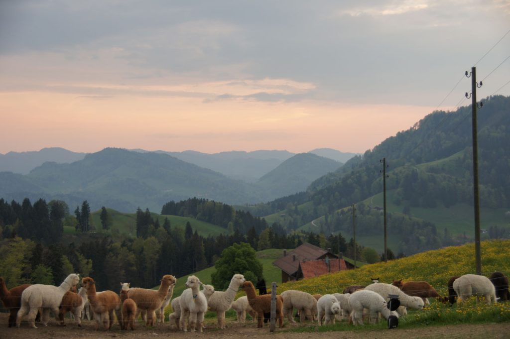 Alpaka Bettwaren Philosophie