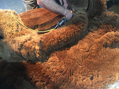 Alpaka Duvets Nachhaltigkeit