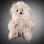 Alpakafell Teddy Suri SWeiss