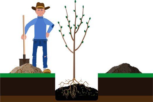 Terra Preta Bäume Nutzung