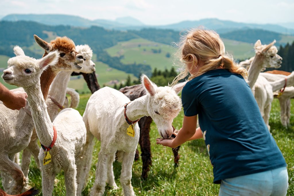 Ferien auf dem Alpakahof Alpakas Füttern