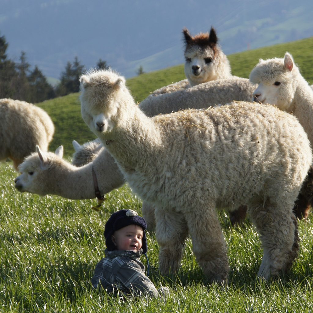 Alpaka Packages