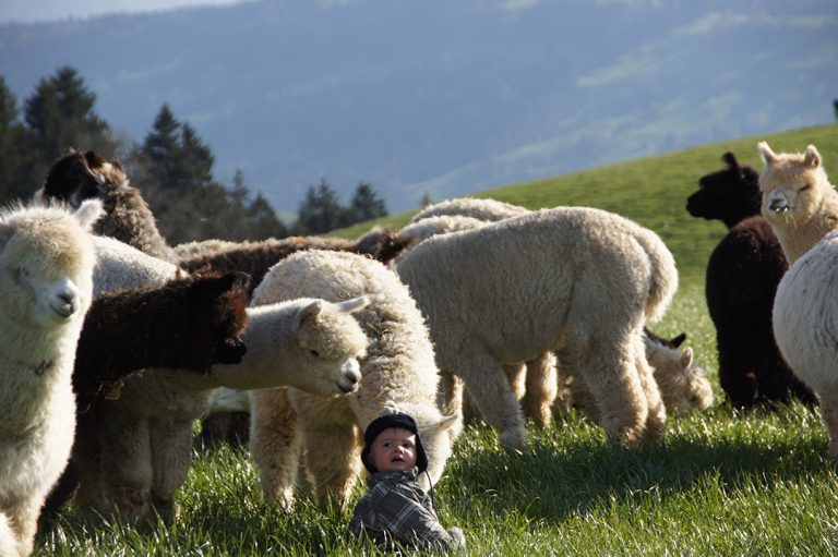 Alpaka Packages - Alpaka Appenzell