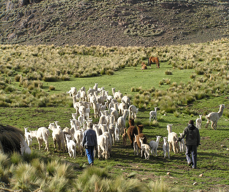 Alpakawolle Herkunft