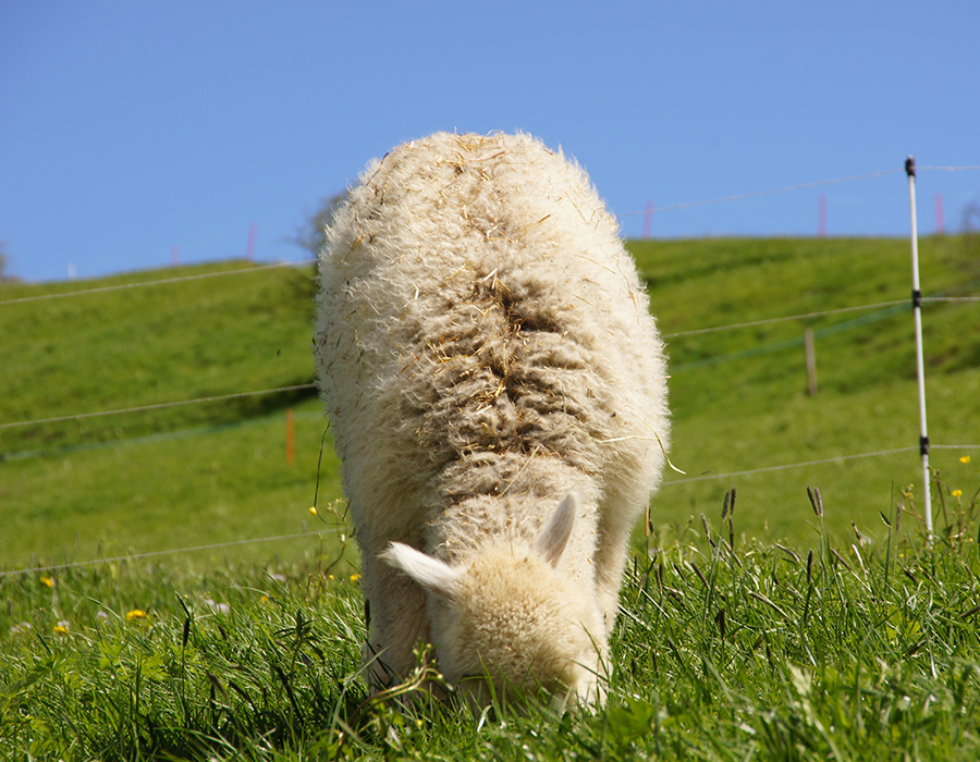 Alpaka Gesundheit - Futterumstellung