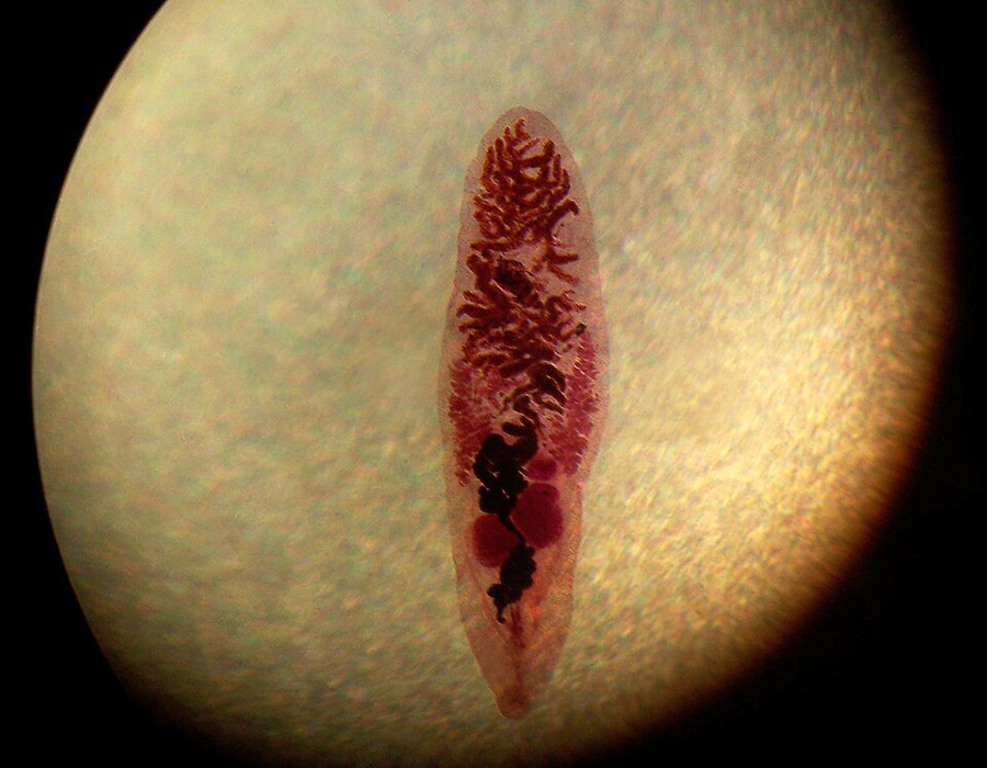 Alpaka Gesundheit - Kleine Leberegel