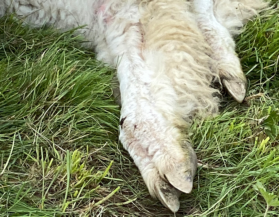 Alpaka Gesundheit - Milben