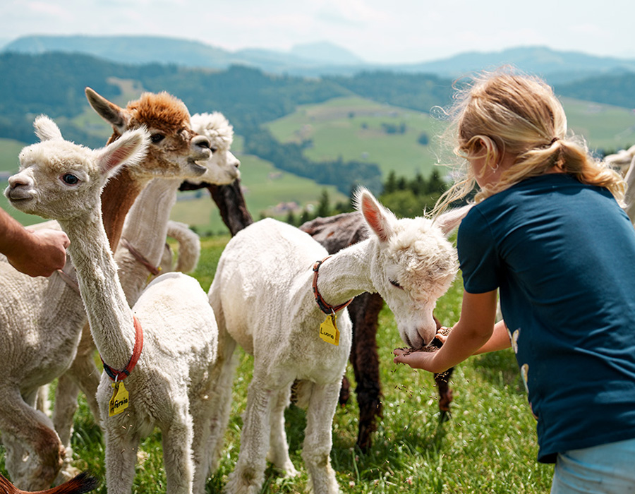 Alpaka Pflege