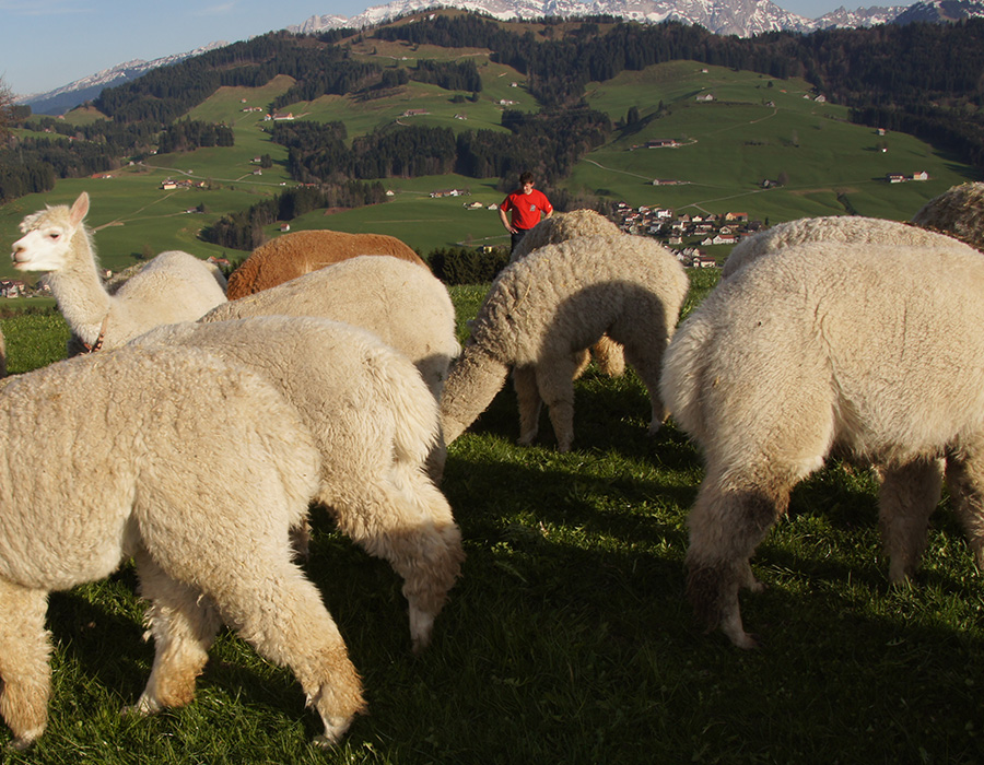 Alpaka Beobachtung