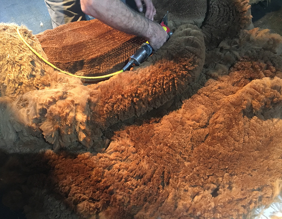 Alpaka Pflege Scheren