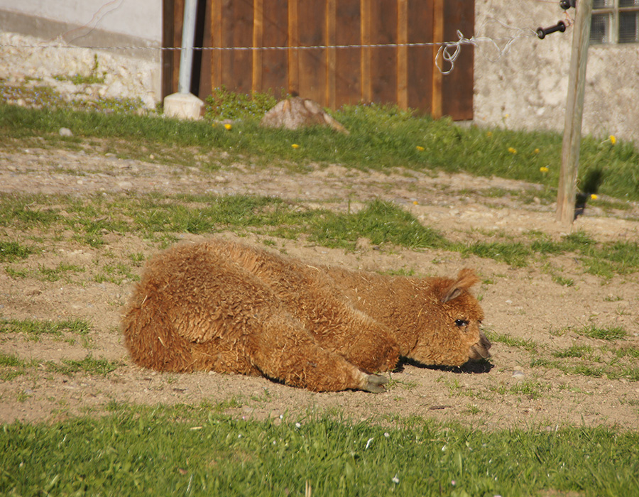 Alpaka Haltung- Alpaka beim Wahlen