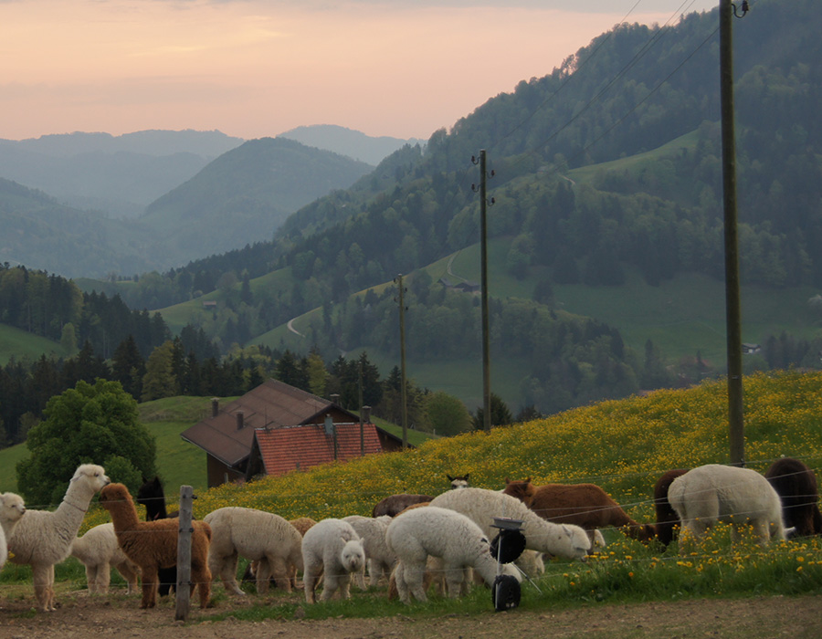 Alpaka-Herde entlang eines Weidezauns im hügeligen Voralpenland mit blühendem Löwenzahn