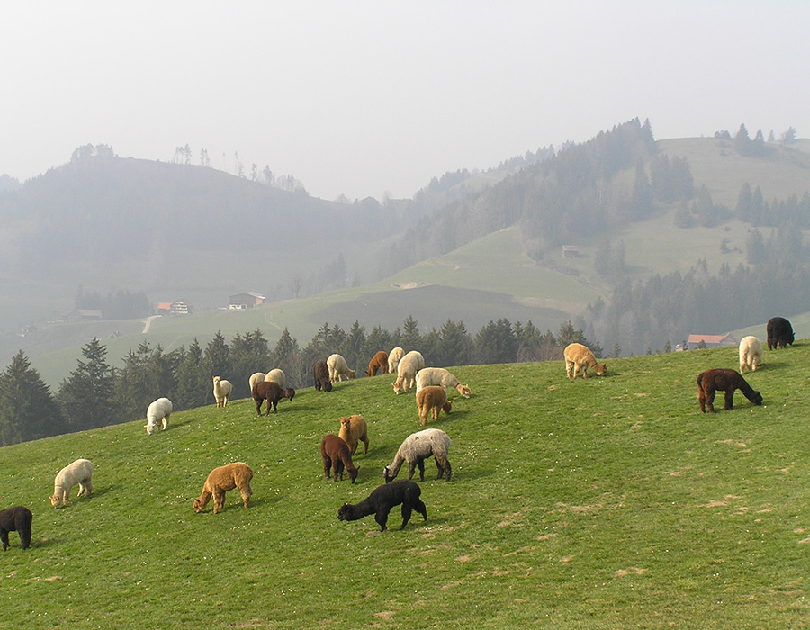 Alpaka-Herde auf weitläufiger Weide im hügeligen Voralpengebiet