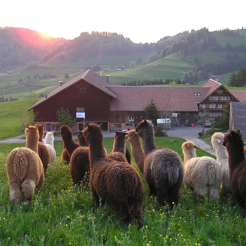 Alpaka Haltung
