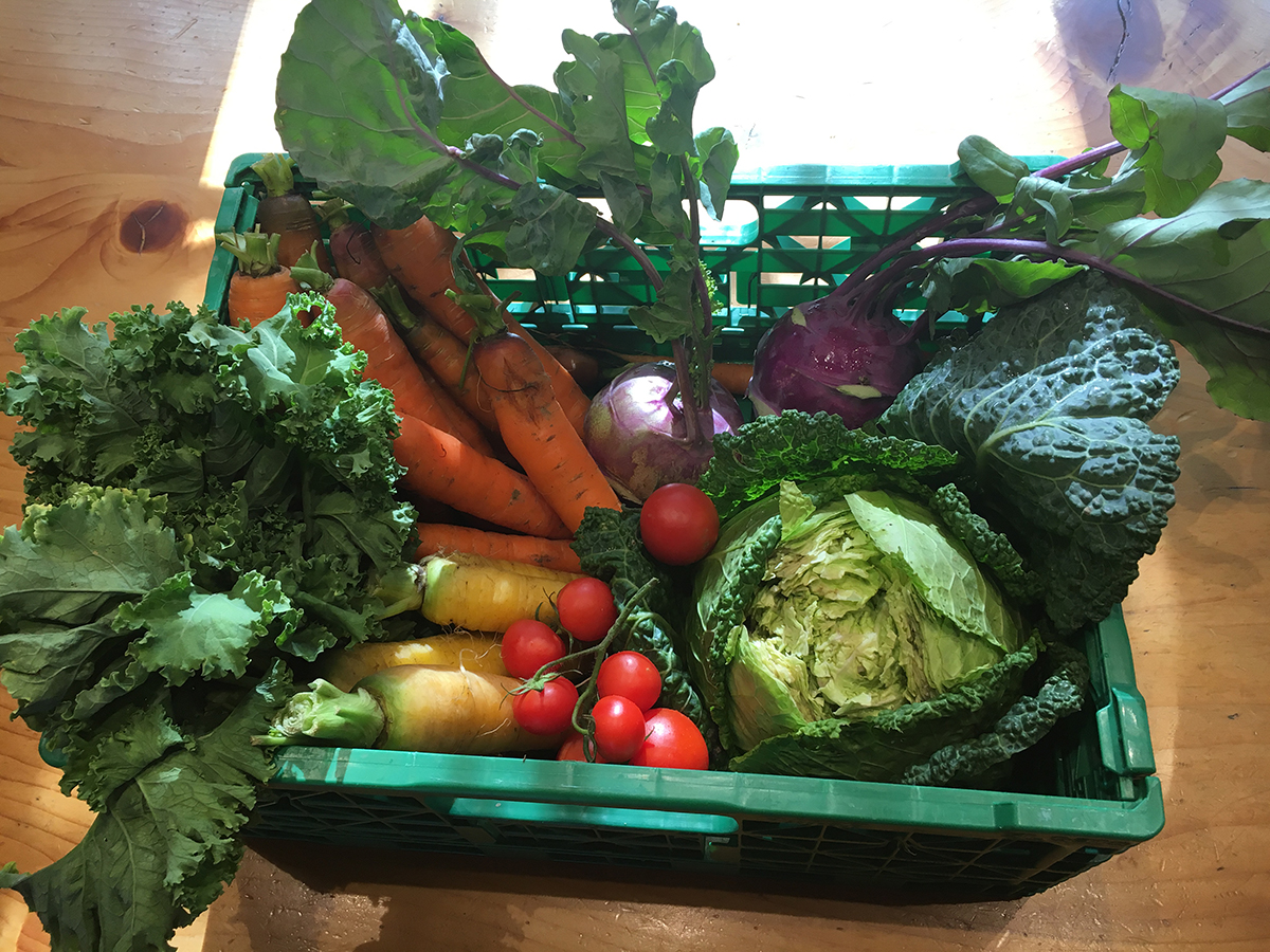 Frisch geerntetes Gemüse als sichtbares Ergebnis lebendiger Böden und Terra Preta Anwendung