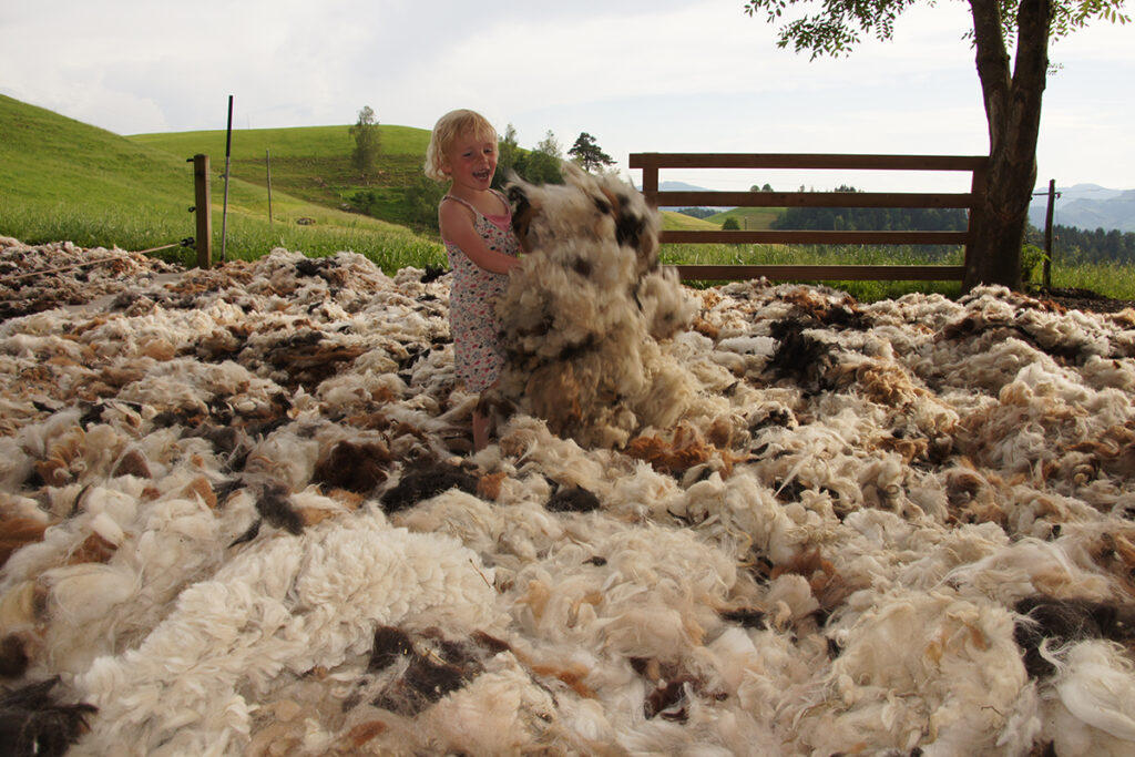 Schweizer Alpaka Wolle nach der Schur beim Trocknen für Alpaka Bettwaren