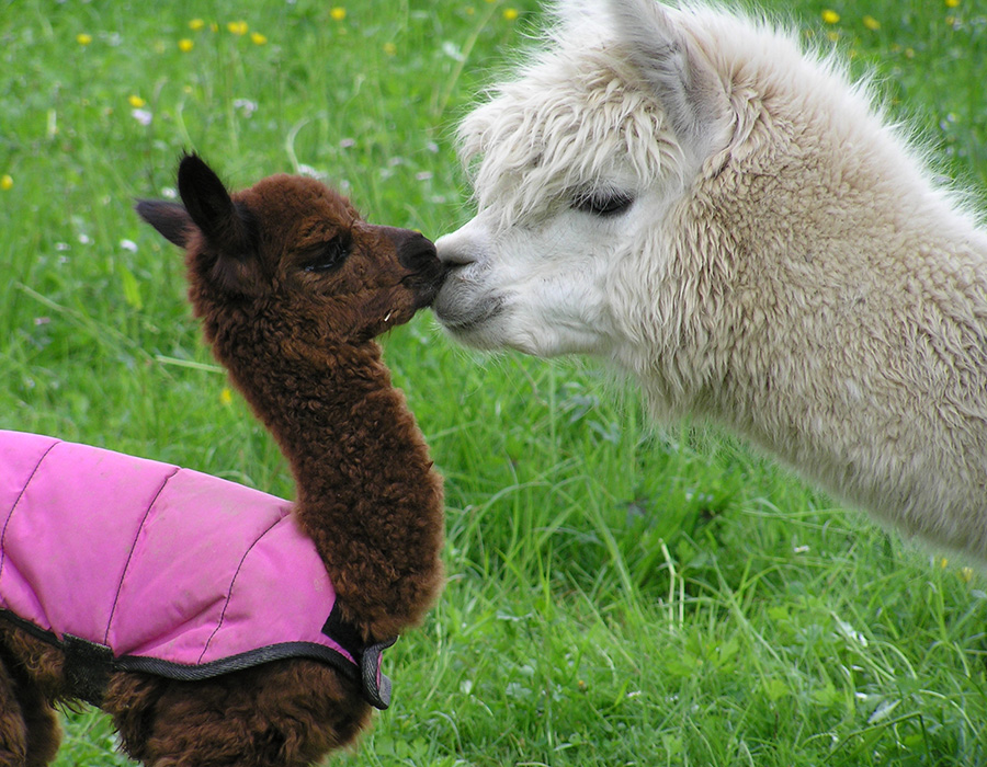 Alpaka Stute mit Neugeborenem (Cria) in den ersten Lebenstagen