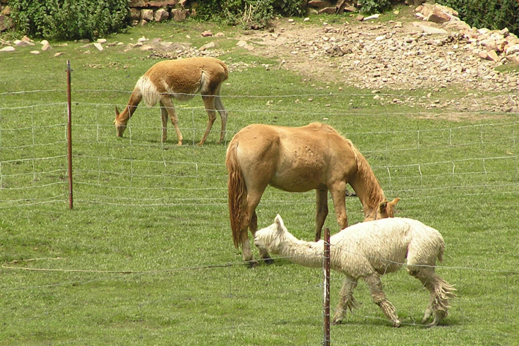 Vicunja und Alpaka - Peru