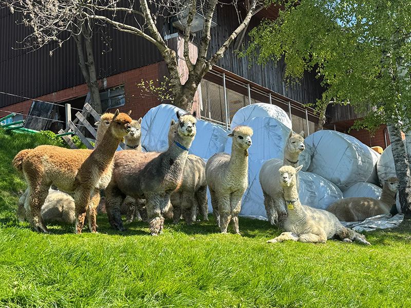 Alpaka Deckservice 2026 bei Alpaka Appenzell - Unser Deckhengst Angebot
