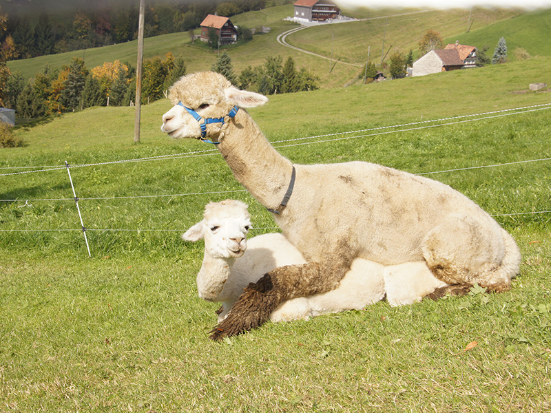 Alpaka Deckservice 2026