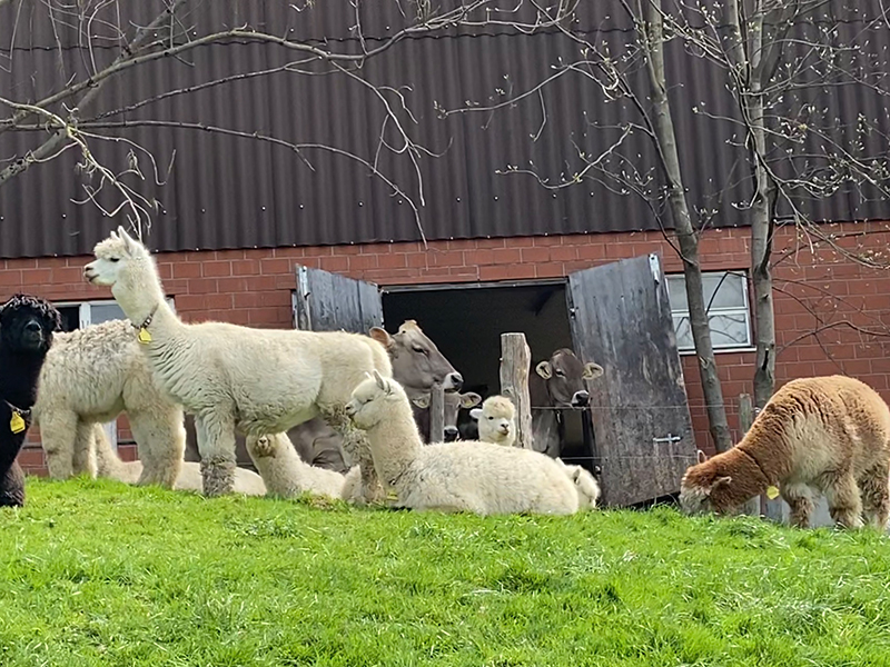 Alpakas auf der Weide vor einem Stall mit Milchkühen im Hintergrund auf einem landwirtschaftlichen Betrieb in der Schweiz