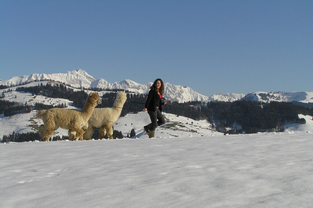 Winterwanderung mit Alpakas auf dem Jakobsweg mit Blick auf den Säntis