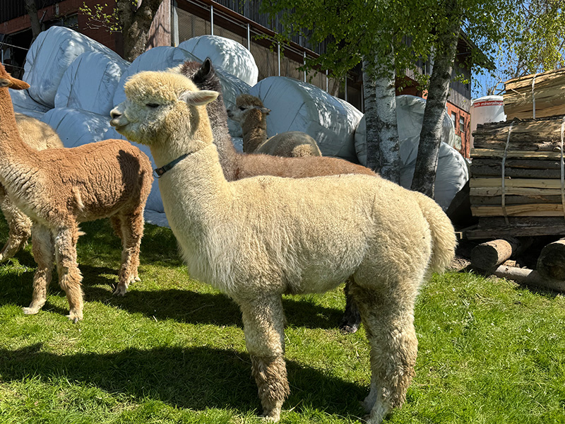 Alpaka Deckservice 2026