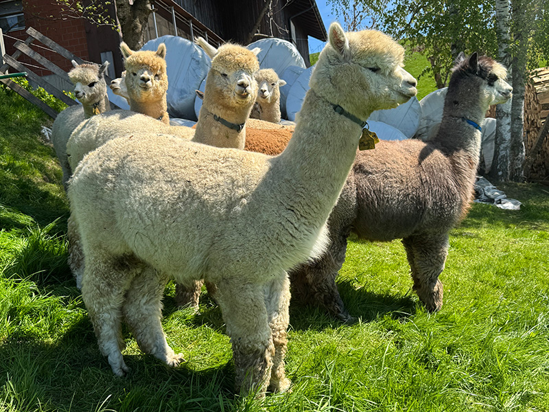 Alpaka Deckservice 2026