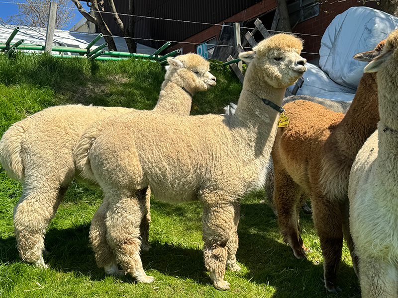 Alpaka Deckservice 2026