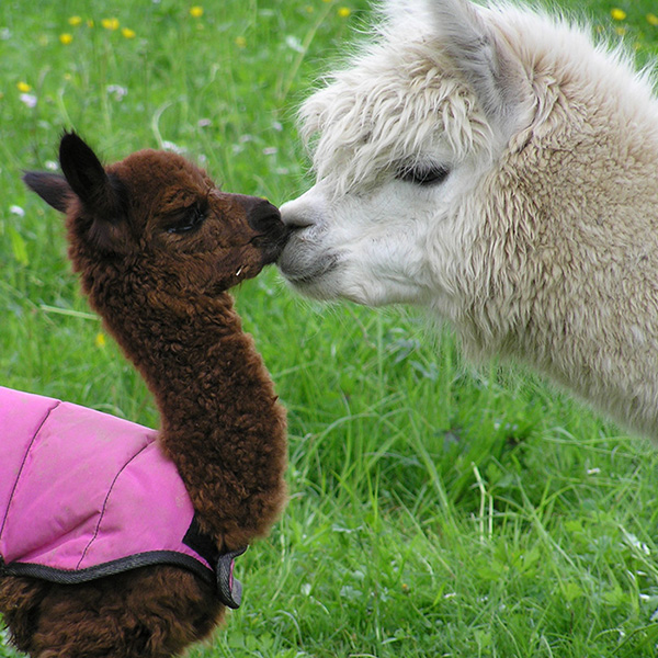 Alpakas hautnah erleben