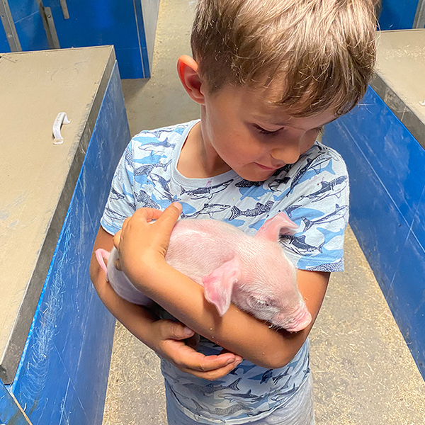 Jungtiere auf dem Bauernhof