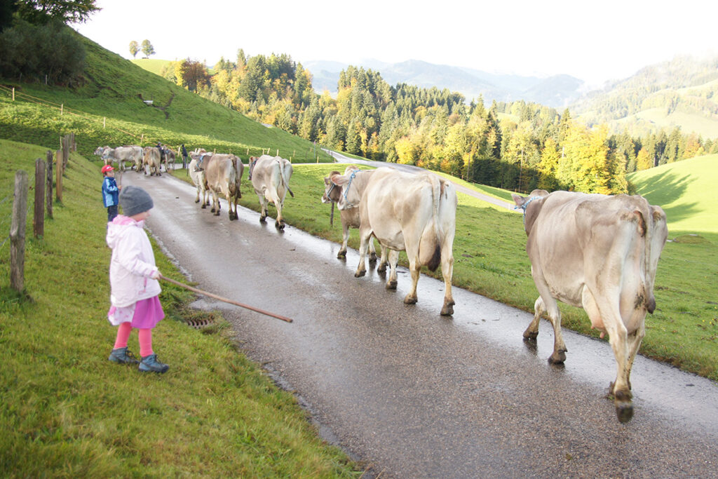 Kühe werden über die Strasse zur Weide geführt, Kinder beobachten das Bauernhofleben hautnah
