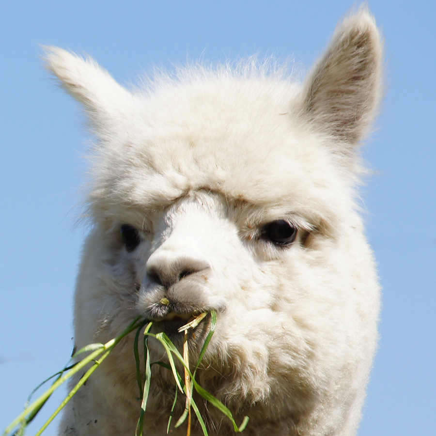 Alpaka mit Gras im Maul zeigt die bewegliche, gespaltene Oberlippe zur gezielten Aufnahme von Futter