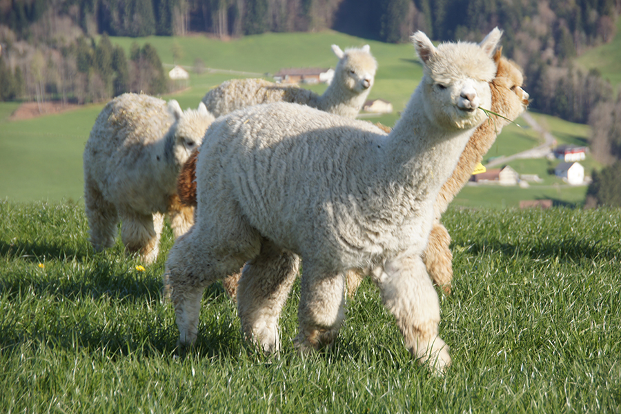 Alpaka mit Grashalm im Maul auf grüner Weide – natürliche Fütterung von Kameliden