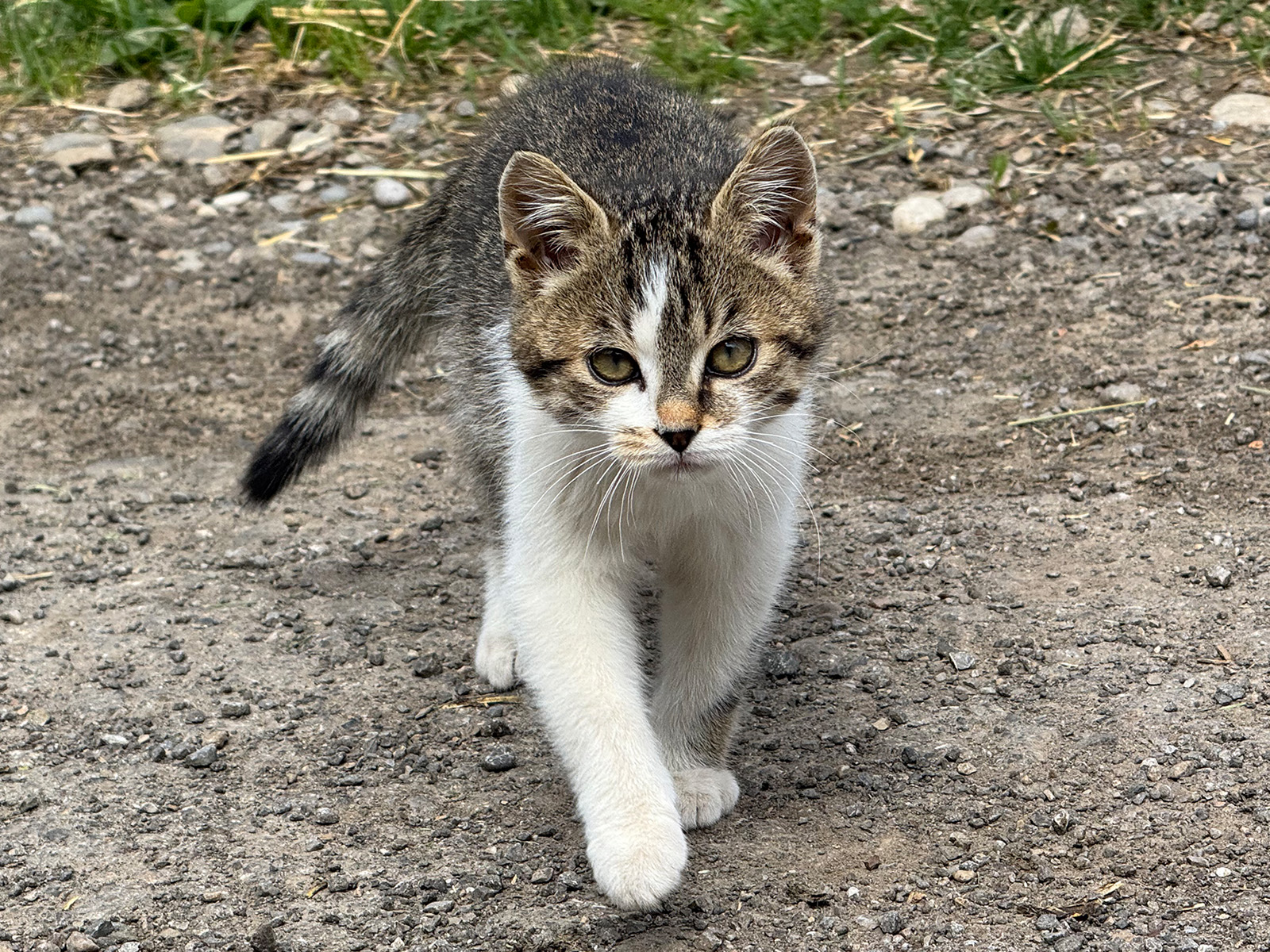 Bauernhof Katzen zu Verkaufen: Braun getigerter Bauernhofkater sucht liebevolles Zuhause