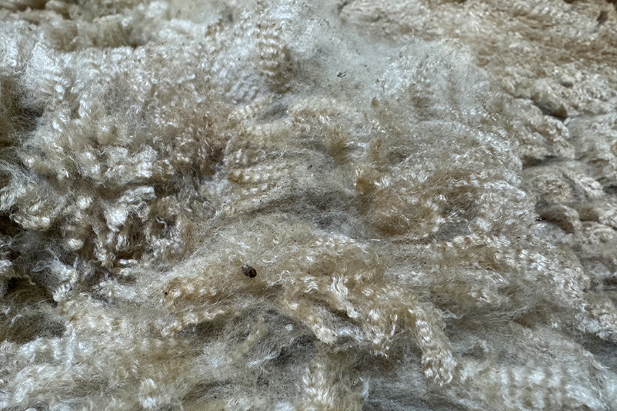 Frisch geschorene Alpakawolle mit feinem Crimp, natürlichem Glanz und sichtbarer Stapellänge