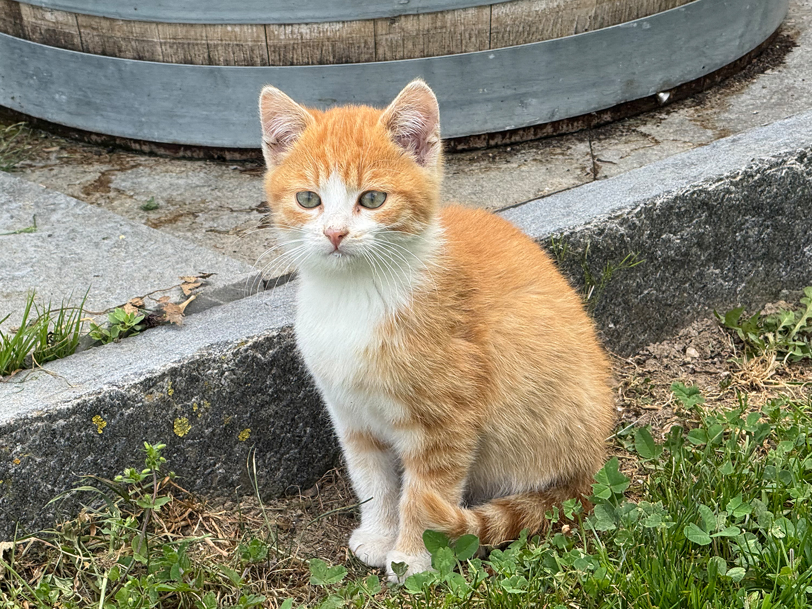 Roter Bauernhofkater sucht liebevolles Zuhause